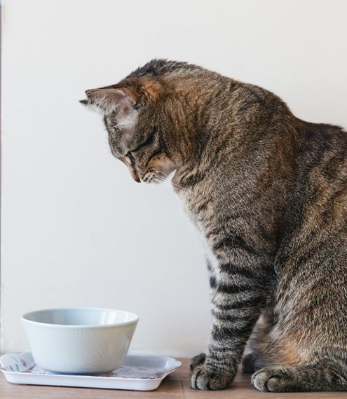 como combinar comida húmeda y seca para gatos